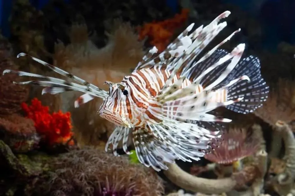 Peixe venenoso invade litoral da Bahia; quase 500 exemplares são retirados do mar em um mês